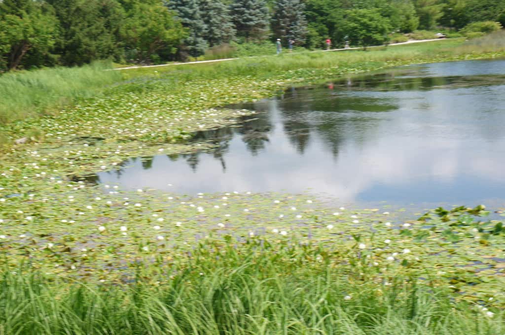 Lily pads spread across the surface of a quiet lake