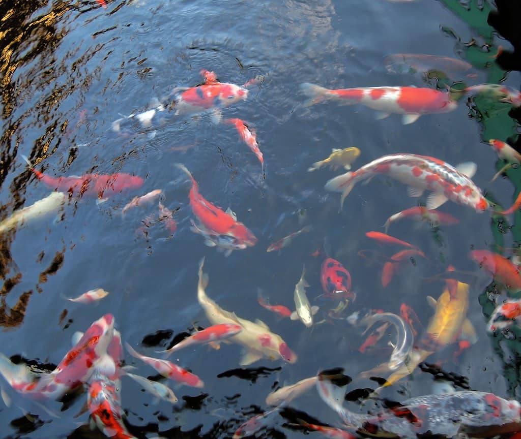 Fish moving in the shallows of a pond