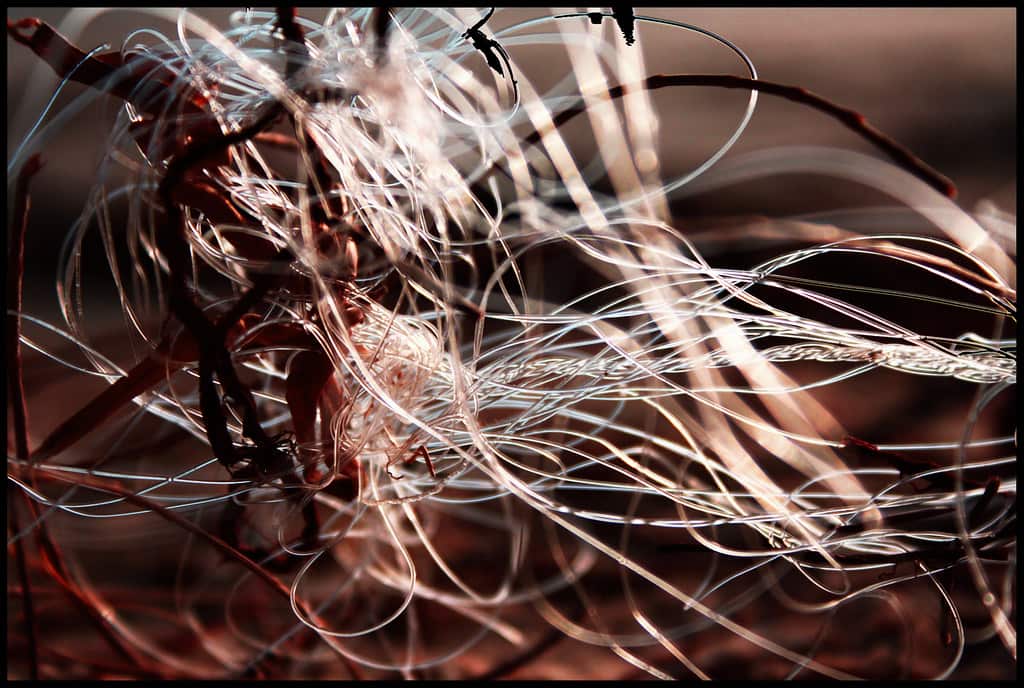 A length of tangled fishing line