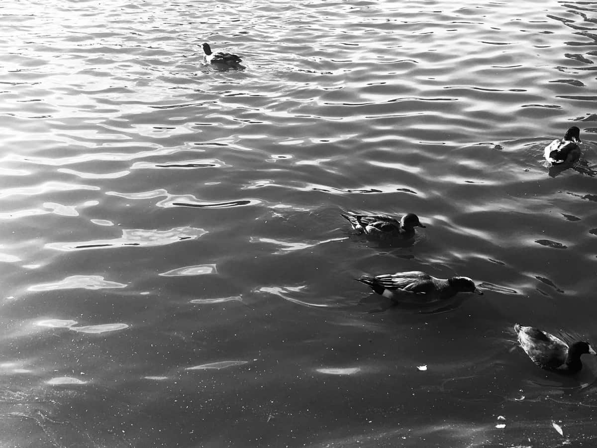 Ripples spreading across a water surface