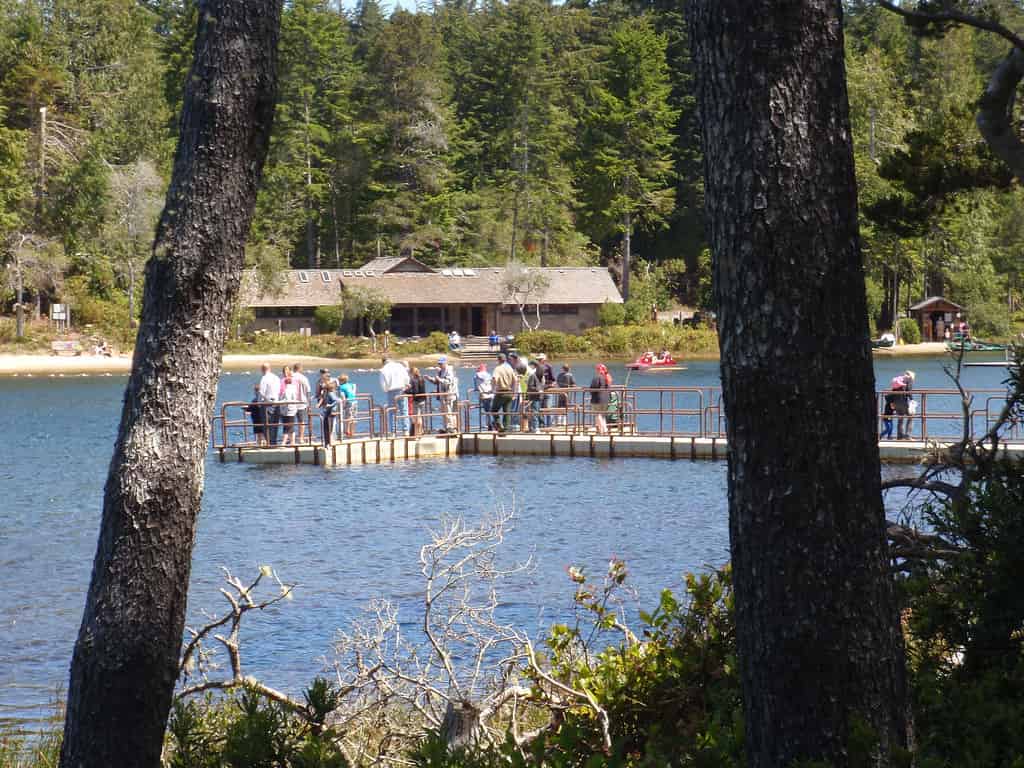 The shoreline of a quiet lake