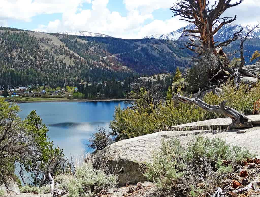A high-country lake ringed by trees